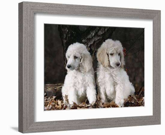 Standard Poodle Dog Puppies, USA-Lynn M. Stone-Framed Photographic Print