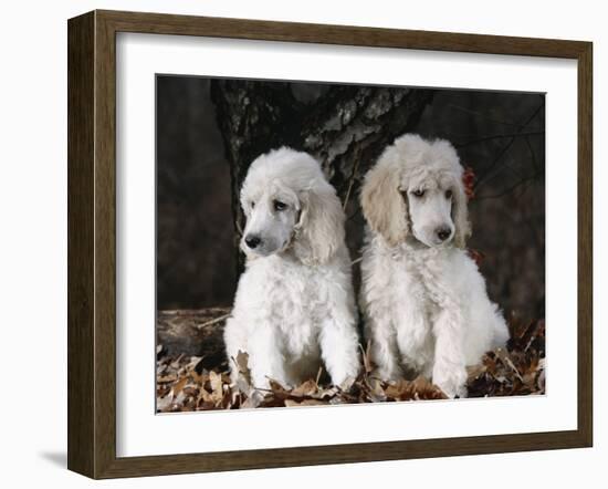 Standard Poodle Dog Puppies, USA-Lynn M. Stone-Framed Photographic Print