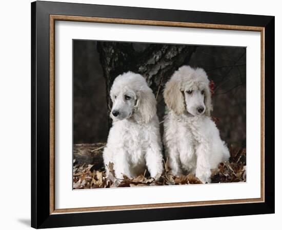 Standard Poodle Dog Puppies, USA-Lynn M. Stone-Framed Photographic Print