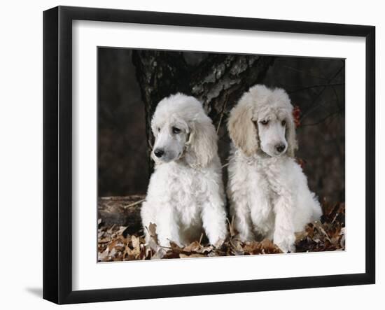 Standard Poodle Dog Puppies, USA-Lynn M. Stone-Framed Photographic Print