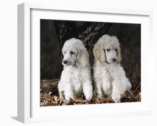 Standard Poodle Dog Puppies, USA-Lynn M. Stone-Framed Photographic Print