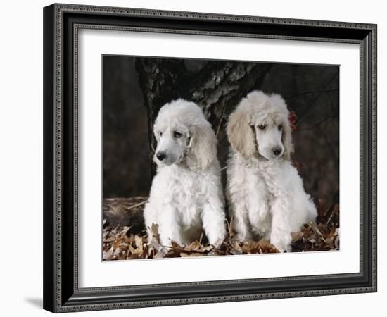 Standard Poodle Dog Puppies, USA-Lynn M. Stone-Framed Photographic Print