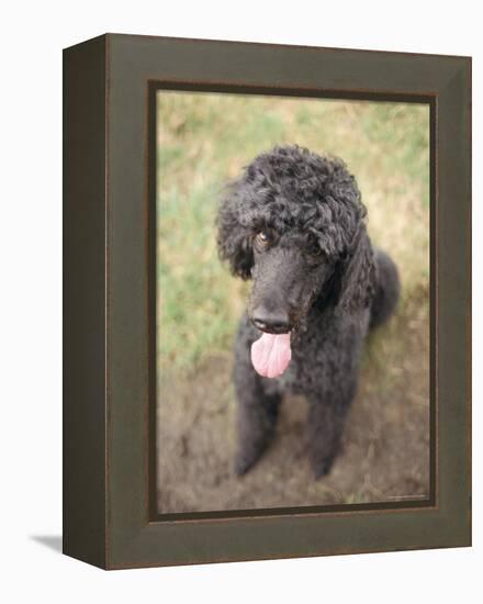 Standard Poodle-Mark Chivers-Framed Premier Image Canvas