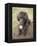 Standard Poodle-Mark Chivers-Framed Premier Image Canvas