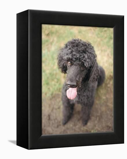 Standard Poodle-Mark Chivers-Framed Premier Image Canvas