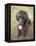 Standard Poodle-Mark Chivers-Framed Premier Image Canvas