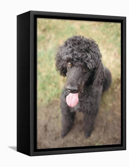 Standard Poodle-Mark Chivers-Framed Premier Image Canvas