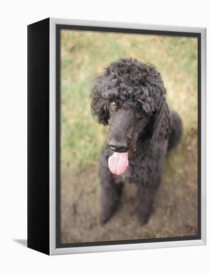 Standard Poodle-Mark Chivers-Framed Premier Image Canvas