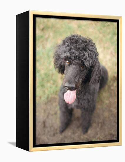 Standard Poodle-Mark Chivers-Framed Premier Image Canvas