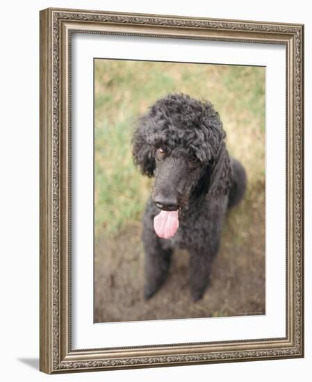 Standard Poodle-Mark Chivers-Framed Photographic Print