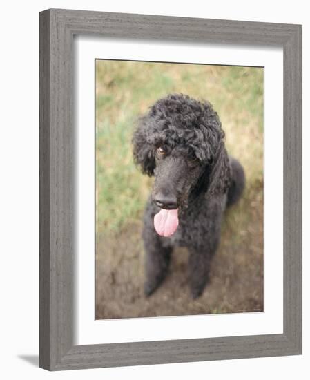 Standard Poodle-Mark Chivers-Framed Photographic Print