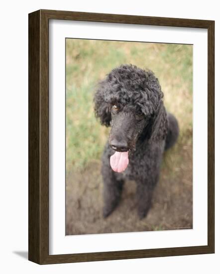 Standard Poodle-Mark Chivers-Framed Photographic Print