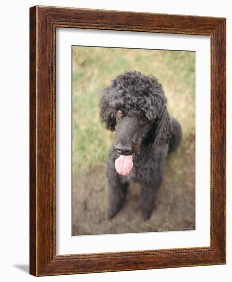 Standard Poodle-Mark Chivers-Framed Photographic Print