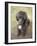 Standard Poodle-Mark Chivers-Framed Photographic Print