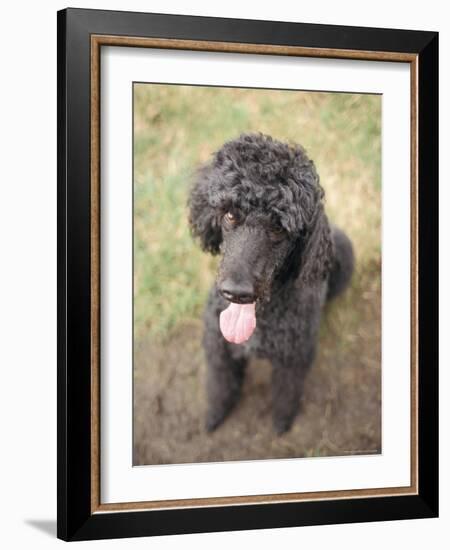 Standard Poodle-Mark Chivers-Framed Photographic Print