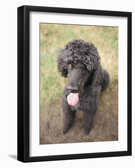 Standard Poodle-Mark Chivers-Framed Photographic Print