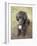 Standard Poodle-Mark Chivers-Framed Photographic Print