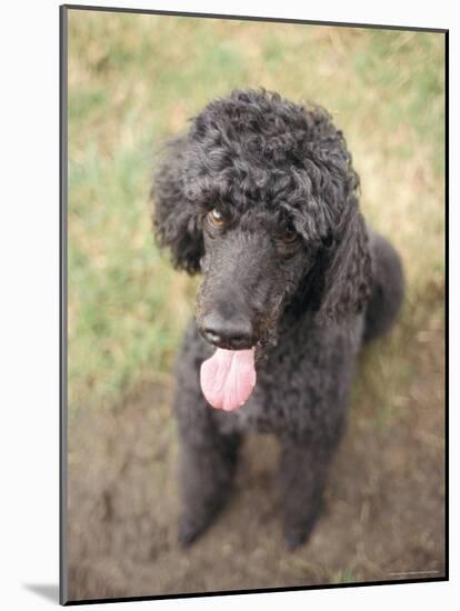 Standard Poodle-Mark Chivers-Mounted Photographic Print