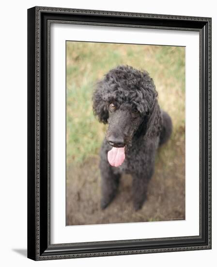 Standard Poodle-Mark Chivers-Framed Photographic Print