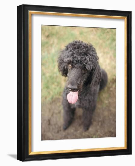 Standard Poodle-Mark Chivers-Framed Photographic Print