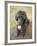 Standard Poodle-Mark Chivers-Framed Photographic Print