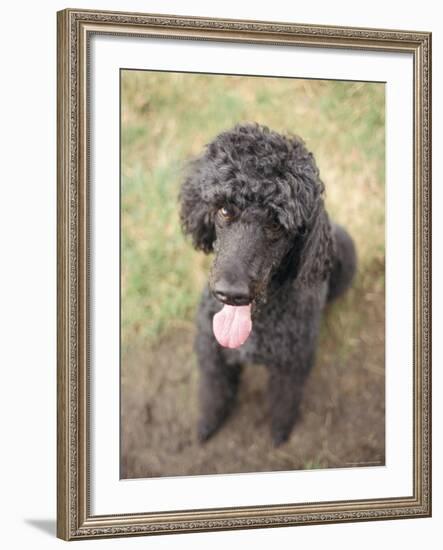 Standard Poodle-Mark Chivers-Framed Photographic Print