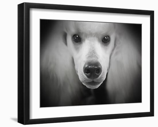 Standard Poodle-Lori Hutchison-Framed Photographic Print