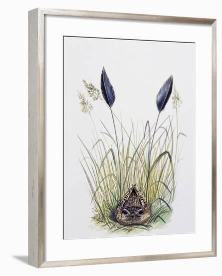 Standard-Winged Nightjar (Macrodipteryx Longipennis), Caprimulgidae-null-Framed Giclee Print