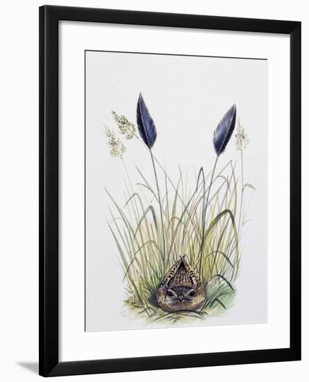 Standard-Winged Nightjar (Macrodipteryx Longipennis), Caprimulgidae-null-Framed Giclee Print