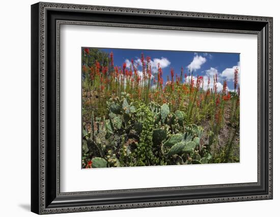 Standing cypress (Ipomopsis rubra) or Texas plume on roadside.-Larry Ditto-Framed Photographic Print