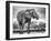 Standing Proud-Jaco Marx-Framed Photographic Print