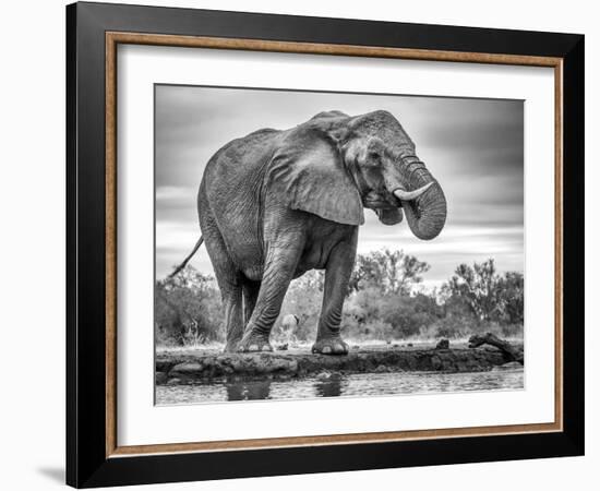 Standing Proud-Jaco Marx-Framed Photographic Print