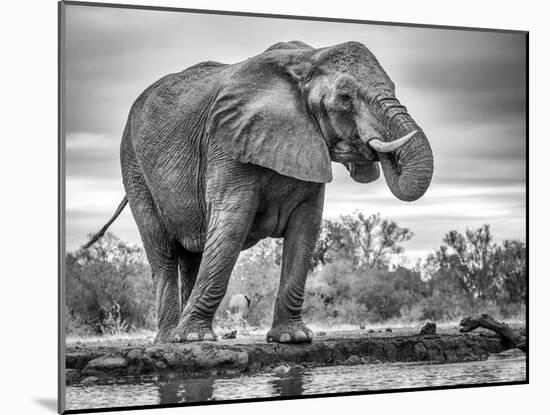 Standing Proud-Jaco Marx-Mounted Photographic Print