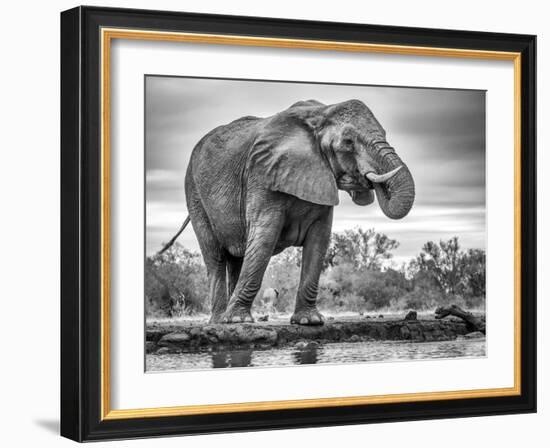 Standing Proud-Jaco Marx-Framed Photographic Print