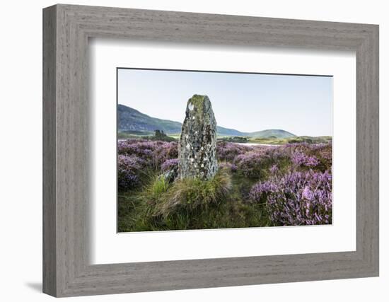 Standing Stone and Heather, Creggenan Lake, North Wales, Wales, United Kingdom, Europe-Janette Hill-Framed Photographic Print