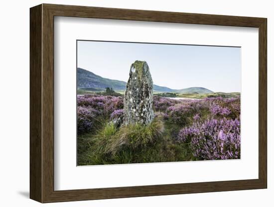 Standing Stone and Heather, Creggenan Lake, North Wales, Wales, United Kingdom, Europe-Janette Hill-Framed Photographic Print