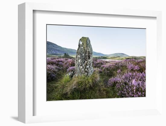 Standing Stone and Heather, Creggenan Lake, North Wales, Wales, United Kingdom, Europe-Janette Hill-Framed Photographic Print