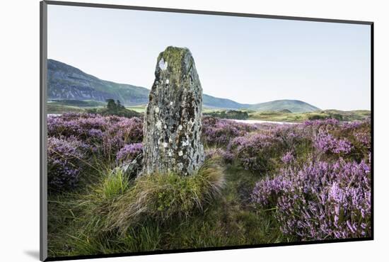 Standing Stone and Heather, Creggenan Lake, North Wales, Wales, United Kingdom, Europe-Janette Hill-Mounted Photographic Print