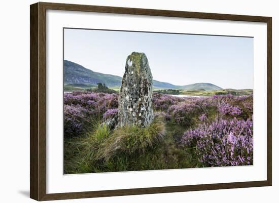 Standing Stone and Heather, Creggenan Lake, North Wales, Wales, United Kingdom, Europe-Janette Hill-Framed Photographic Print