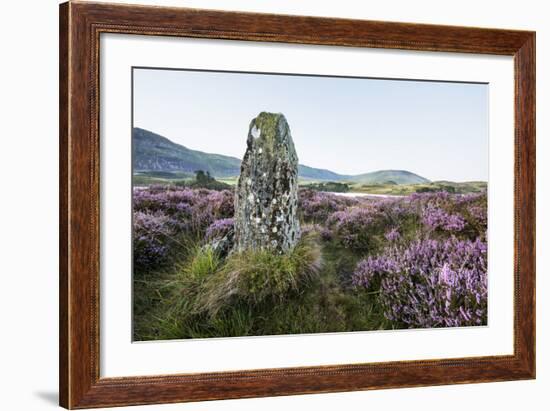 Standing Stone and Heather, Creggenan Lake, North Wales, Wales, United Kingdom, Europe-Janette Hill-Framed Photographic Print