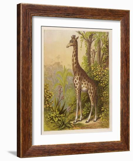 Standing Tall in the African Jungle-null-Framed Art Print