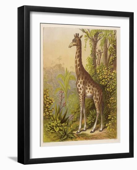 Standing Tall in the African Jungle-null-Framed Art Print