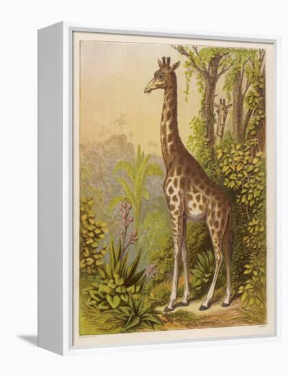 Standing Tall in the African Jungle-null-Framed Stretched Canvas