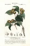 Stevensia Buxifolia-Stanghi Stanghi-Giclee Print