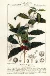 Shining-Leaved Sage, Salvia Formosa-Stanghi Stanghi-Giclee Print
