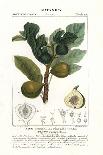 Brown Galingale or Brown Flatsedge, Cyperus Fuscus-Stanghi Stanghi-Giclee Print