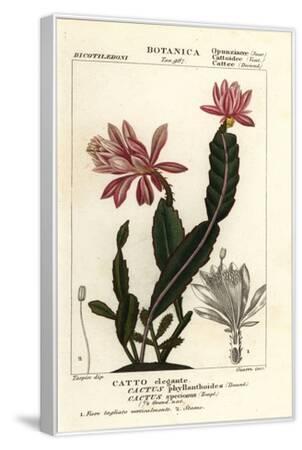 elefantenohr stamm krzen Elefantenohr Alocasia cucullata auf einem Stamm