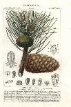 Spotfin Lionfish, Pterois Antennata-Stanghi Stanghi-Giclee Print