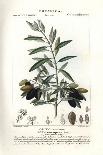 Brown Galingale or Brown Flatsedge, Cyperus Fuscus-Stanghi Stanghi-Giclee Print