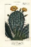 Sanguinaria or Nevadilla, Paronychia Argentea-Stanghi Stanghi-Giclee Print